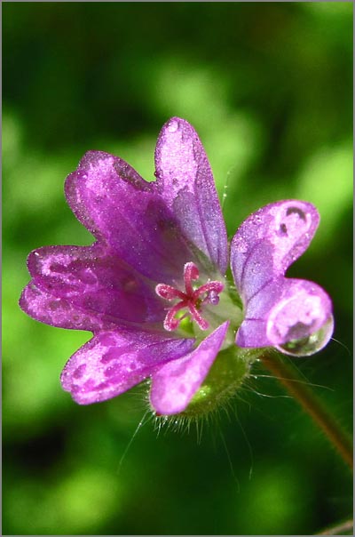 sm P01 Thallose Liverwort.jpg - Dove’s Foot geranium (Geranium molle): A native of Europe, this groundcover is considered a noxious weed, as it crowds out other plants.